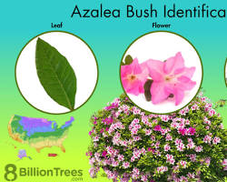 <p>Rhododendron Azalea</p>