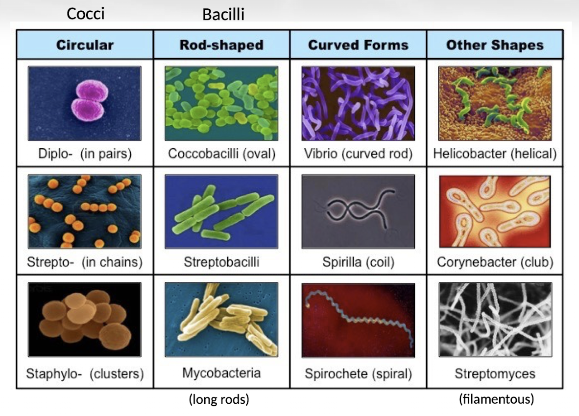 <p>Bacteria can be classified by shape into cocci (spherical), bacilli (rod-shaped), curved forms such as vibrio, spiral forms such as spirilla and spirochetes, and other specialized shapes.</p>