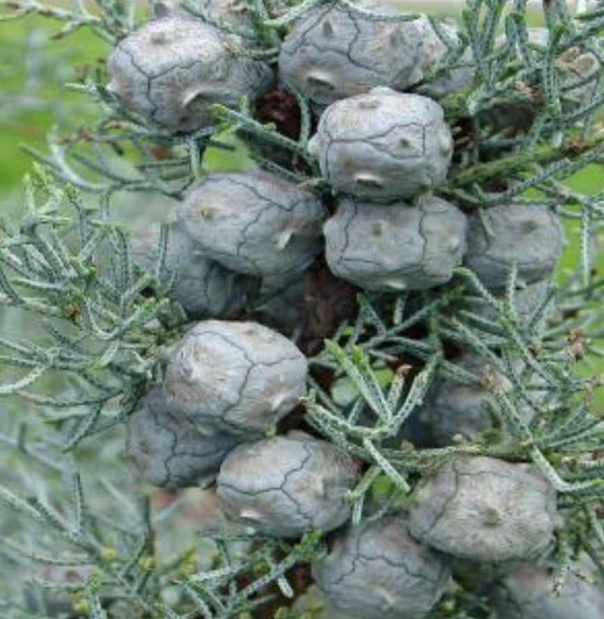 <p>سرو شیرازی یا زربین </p>
