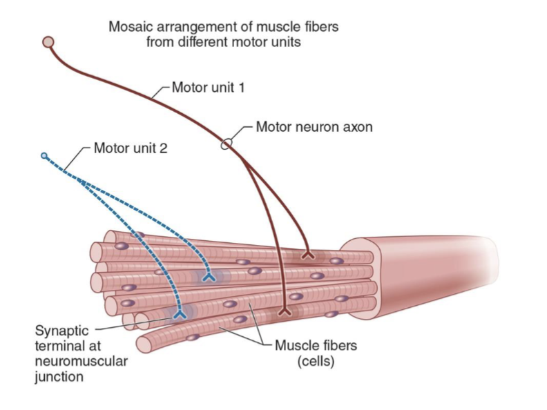 <p>Motor unit = <strong>1 alpha-motor neuron + ALL muscle fibers it innervates</strong></p><ul><li><p>One motor neuron can innervate <strong>100s–1000s of muscle fibers</strong></p></li><li><p>Each muscle fiber has only <strong>ONE neuromuscular junction (NMJ)</strong></p></li><li><p>All muscle fibers within a motor unit <strong>contract together when stimulated</strong></p></li></ul><p>Memory: <strong>1 motor neuron → many muscle fibers → all contract together</strong></p>