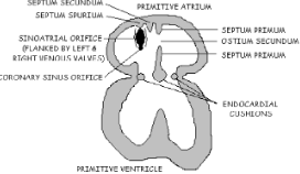 <p>What does the image represent? What occurs during this phase? Identify the week of development.</p>