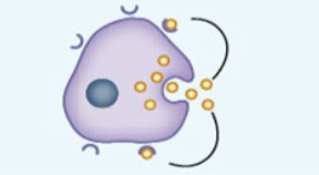 <p>Messages affect the <strong>same</strong> cells that secrete them</p>