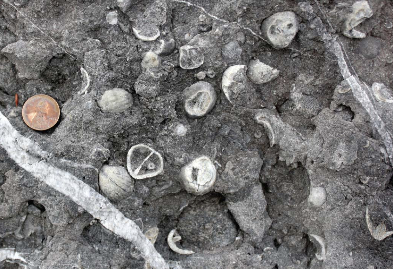 <p>Biochemical limestone:</p>