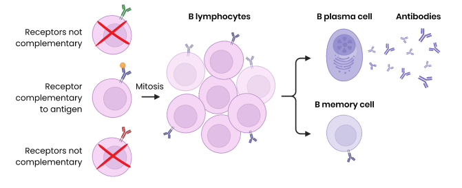 <p>B lymphocytes can recognise free antigens eg. in blood or tissues, not just antigen presenting cells.</p><p>1. Clonal selection:</p><p>○ Specific B lymphocyte with complementary receptor (antibody on cell surface) binds to antigen</p><p>○ This is then stimulated by helper T cells (which releases cytokines)</p><p>○ So divides (rapidly) by mitosis to form clones</p><p>2. Some differentiate into B plasma cells → secrete large amounts of (monoclonal) antibody</p><p>3. Some differentiate into B memory cells → remain in blood for secondary immune response</p>