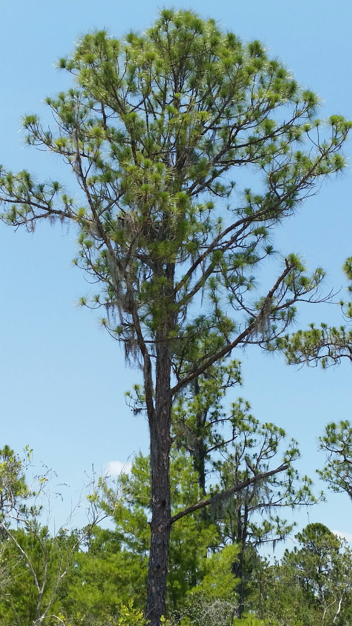 <p><em>Pinus elliottii</em></p>