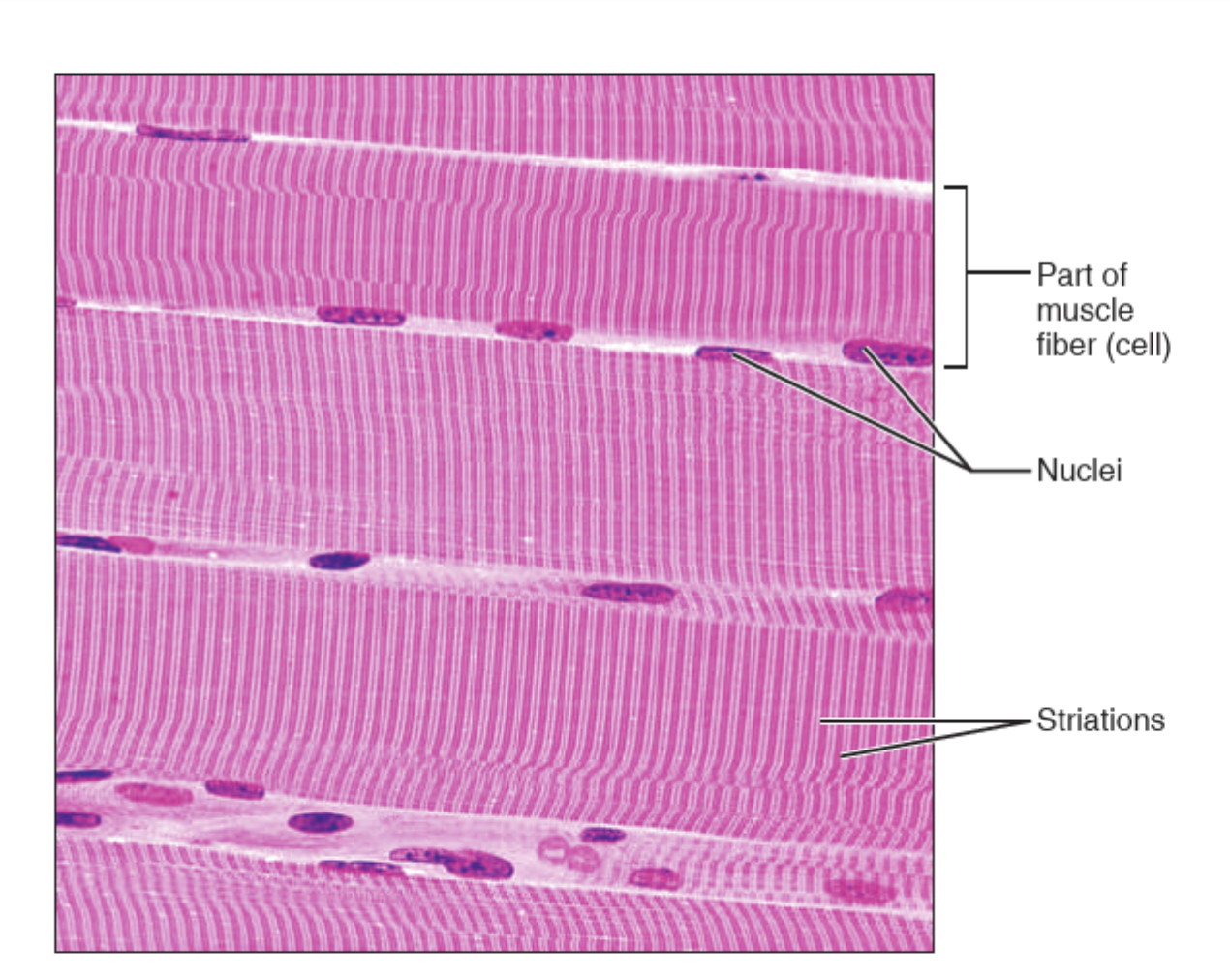 <p>What tissue is this? </p>