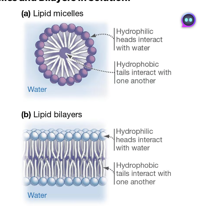 <p>When they are placed in water, they do not dissolve because of their hydrophobic tails. Instead, they form either micelles and lipid bilayers. <br><br>Micelles are little structures that form when the hydrophilic heads face outward into water. They look like vesicles—small circle. <br><br>A lipid bilayer is created when lipid molecules align in paired sheets. <br><br>look at image </p>