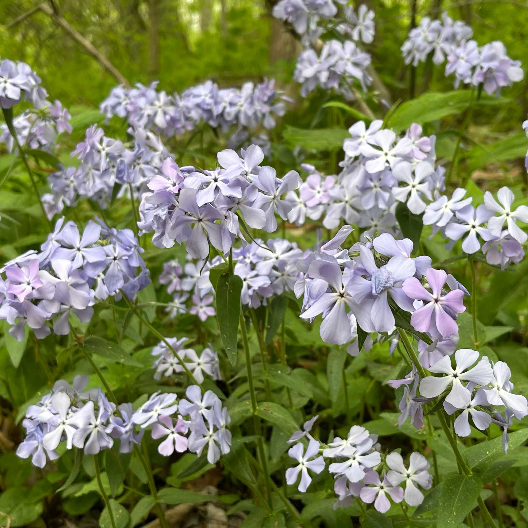 <p>spongebob flower</p>