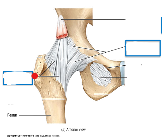 <p>Identify the structure pinned</p>