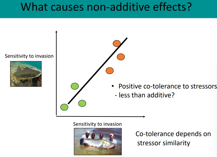 <ul><li><p>different stressors can <strong>amplify </strong>(<strong>synergistic </strong>interaction) or <strong>mitigate </strong>(<strong>antagonistic </strong>interaction) each other’s impacts, rather than just adding together</p></li></ul><p><strong>lake victoria </strong>has many stressors, which interact through different methods, eg:</p><ul><li><p><strong>chemical/physical alterations</strong>- nutrient pollution promotes the spread of the invasive floating water hyacinth, warming increases/decreases the potency of pollutants </p></li><li><p><strong>stressors can change species sensitivity</strong>- lower fitness of native fish due to pollution increases the likeliness of being caught</p></li><li><p><strong>positive cotolerance</strong>- similar stressors affecting one species can have antagonistic effects because the species is at high risk either way</p></li><li><p><strong>food-web interactions</strong>- perch invasion caused extinctions, so further stressors are impacting an already restructured food web</p></li></ul><p></p>