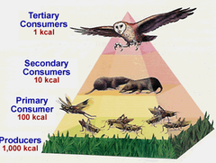 <p>A diagram that shows the amount of energy that moves from one trophic level to another in a food web</p>