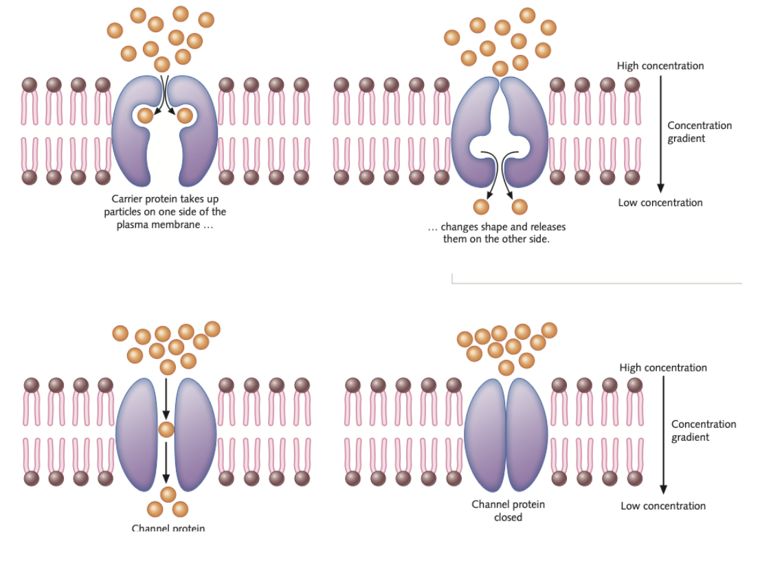 <ul><li><p><span style="background-color: transparent; font-family: "Century Gothic", sans-serif;"><span>Charged particles (ions) and large molecules (like glucose) are repelled by the hydrophobic lipid tails and need help</span></span></p></li><li><p><span style="background-color: transparent; font-family: "Century Gothic", sans-serif;"><strong><span>The "Helpers":</span></strong><span> Specific </span><strong><span>transport proteins</span></strong><span> assist these molecules:</span></span></p><ul><li><p><span style="background-color: transparent; font-family: "Century Gothic", sans-serif;"><strong><span>Channel Proteins:</span></strong><span> Form narrow, water-filled "tunnels" for water-soluble substances.</span></span></p></li><li><p><span style="background-color: transparent; font-family: "Century Gothic", sans-serif;"><strong><span>Carrier Proteins:</span></strong><span> Bind to a specific molecule(e.g. glucose), </span><strong><span>change shape</span></strong><span>, and release it on the other side of the molecule</span></span></p></li></ul></li></ul><ul><li><p><span style="background-color: transparent; font-family: "Century Gothic", sans-serif;"><span>Polar/hydrophilic molecules transported</span></span></p></li><li><p><span style="background-color: transparent; font-family: "Century Gothic", sans-serif;"><span>Large molecules</span></span></p></li><li><p><span style="background-color: transparent; font-family: "Century Gothic", sans-serif;"><span>High to low concentration</span></span></p></li><li><p><span style="background-color: transparent; font-family: "Century Gothic", sans-serif;"><span>Protein required</span></span></p></li><li><p><span style="background-color: transparent; font-family: "Century Gothic", sans-serif;"><span>No energy required</span></span></p></li></ul><p></p>