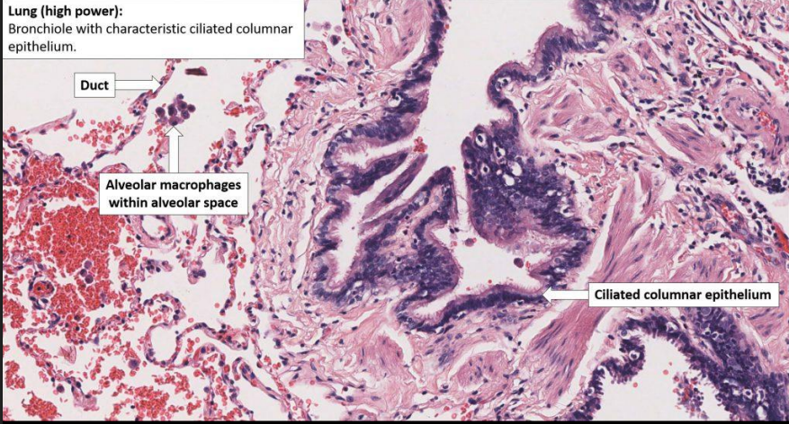 <ul><li><p>function: deliver air to the alveoli, regulate airflow, and protect the lungs</p></li></ul><p>Histological Components </p><ul><li><p><span style="background-color: transparent;"><strong>Bronchioles:</strong> Epithelium becomes simpler (cuboidal).</span></p></li></ul><ul><li><p><span style="background-color: transparent;"><strong>Club (Clara) Cells:</strong> Replace goblet cells; they secrete protective fluids and can act as stem cells to repair the lining.</span></p></li></ul><p></p>