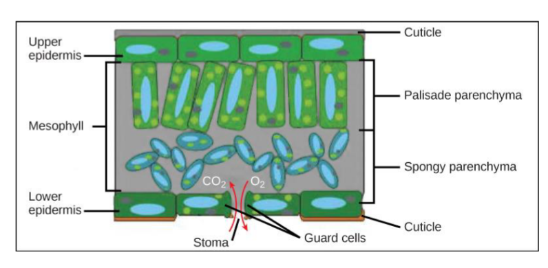 <p>the chloroplasts inside of the palisade cells of the mesophyll (in leaves)</p>