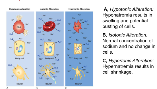 <p>fluid imbalance btwn intracellular and interstitial fluids can be caused by a change in their osmolarity, most often a change is due to change in Na+ conc.</p><p>when extracellular fluid is isotonic to cells of body- cells dont swell or shrink, however changes in the osmolarity can cause shrinking or swelling of cells</p>