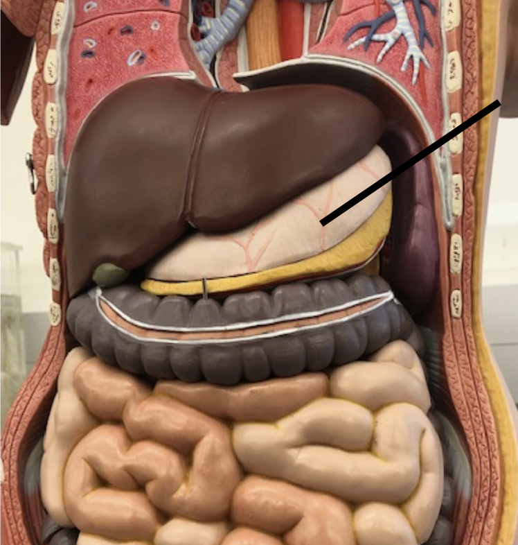 <p>Large muscular sac that continues the mechanical and chemical digestion of food</p>