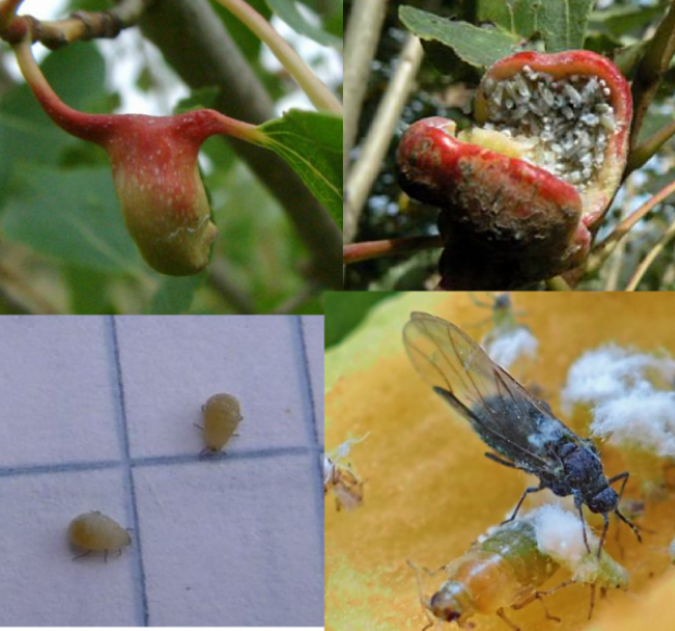 <p>(vytváří hálky na listech stromu, na topolu na řapíku, ŠROUBOVITĚ ZDUŘELÉ ÚTVARY NA ŘAPÍCÍCH TOPOLU, fytohormony dělají novotvar zabezpečení kolonie, mají kasty s robustnějšími vojáky hlídají vchod, bodavě savé ústrojí)</p>