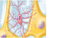 <p>Act as phagocytes, eating damaged cells and bacteria, act as the brains immune system</p>