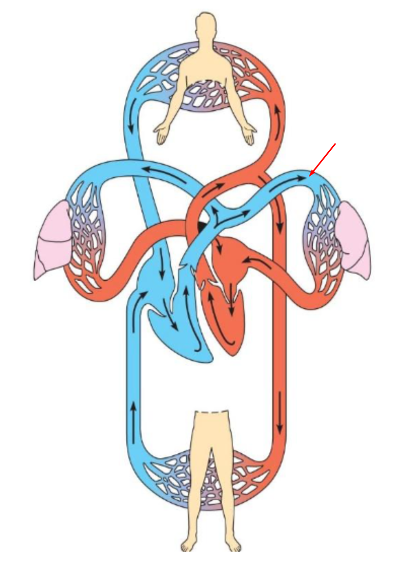 <p>Identify and Define</p>
