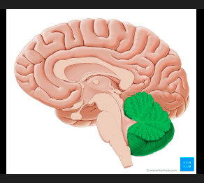 <p><span style="background-color: transparent;">it has the<u> </u><em>Arbor Vitae </em>(tree of life) white matter being folded into tree shape, function- <em>reduces motor error</em>, helps with precise / complex movements, sits in the back base by brain stem.&nbsp;<u><br></u></span></p>