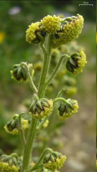 <p>This hardy, resilient perennial herb thrives in high-elevation subalpine and alpine regions. Growing up to 60 cm tall, it features grey-green, finely divided leaves with a woolly underside and a distinctly bitter, herbaceous aroma. During mid-to-late summer, it produces clusters of small, nodding, yellowish to reddish-brown flowers.</p>