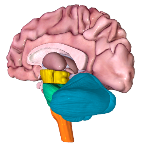 <p>Blue structure: Name and function</p>