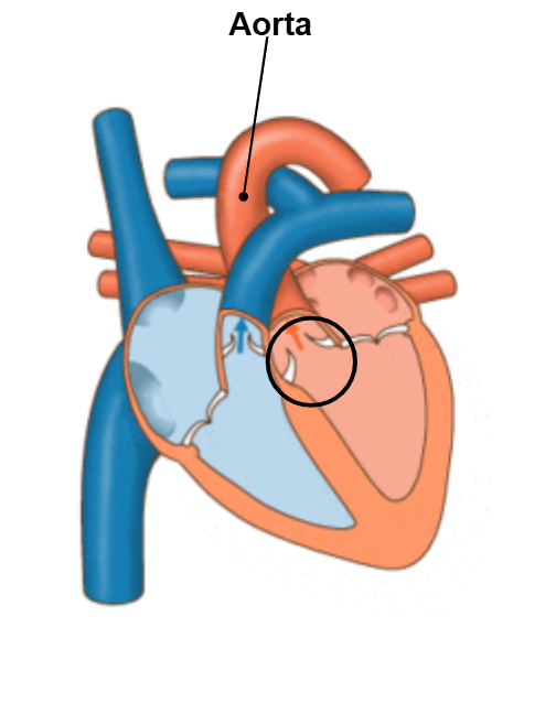 <p>aortic valve </p>