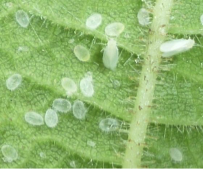 <p>white, covered w waxy powder</p><p>extremely tiny</p><p>membranous wings</p>