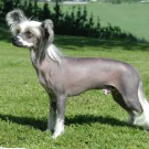 <p>Type of hair coat?</p>