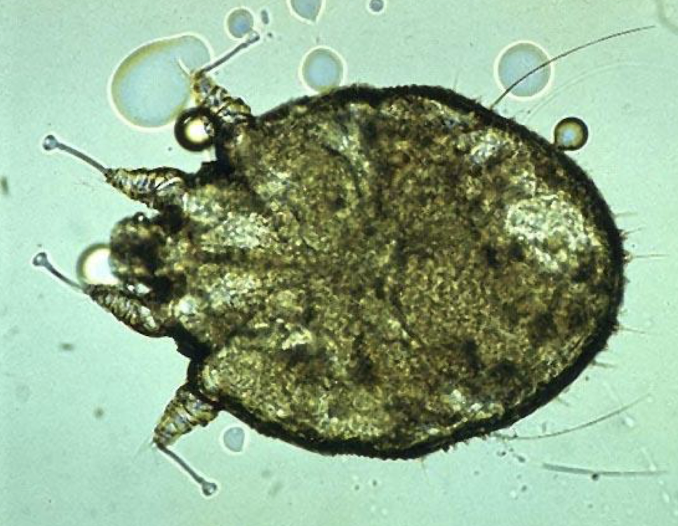 <ul><li><p>name</p></li><li><p>host</p></li><li><p>infection site</p></li><li><p>diseases transmitted</p></li></ul><p></p>