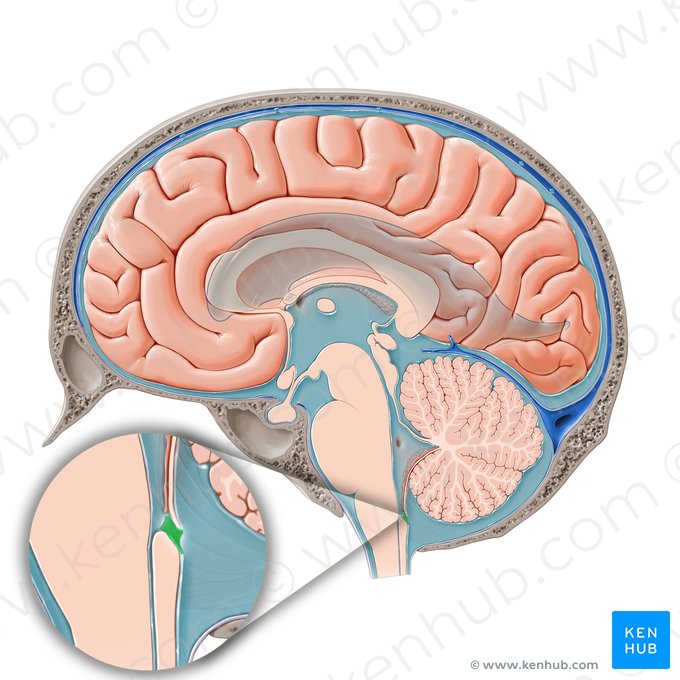 <p>középső nyílás (magendie nyílás→cisterna cerebellomedularis)</p>