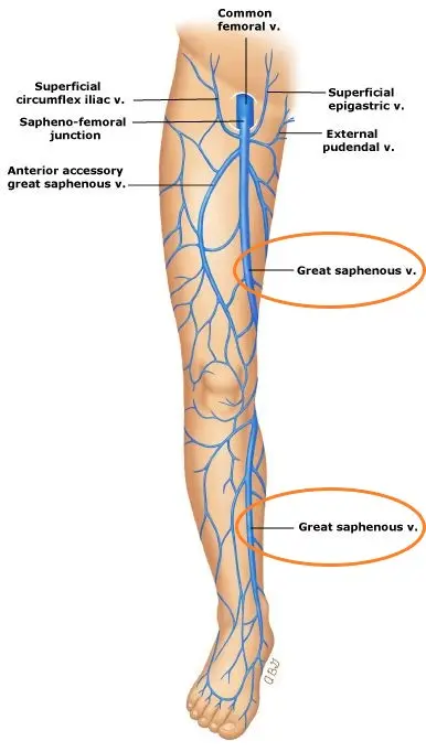 <p>Great saphenous vein — drainage</p>