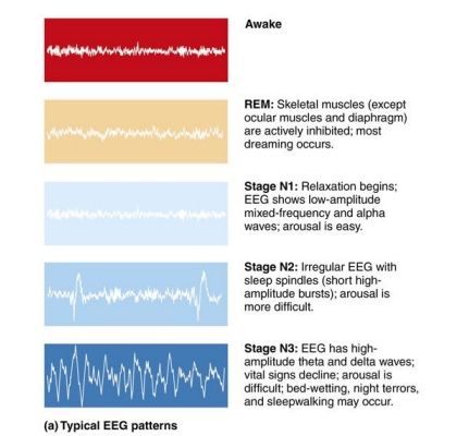 <ul><li><p>During the first 30–45 minutes of the sleep cycle, pass through first two stages (N1 and N2) of non-REM, then move into stage 3 called slow-wave sleep</p></li></ul><p></p>
