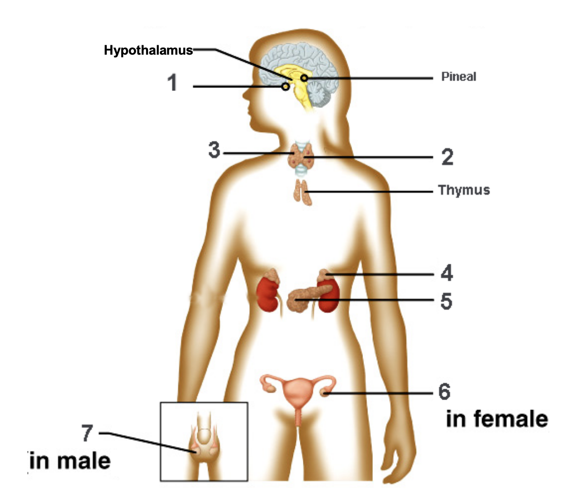 <p>Label these glands, also name the hormones they secrete. </p>