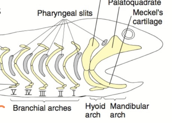 <p>endochondral, oldest of the three structures</p><p>composed of a series of arches that originally supported the gill slits, now supports the jaw</p>