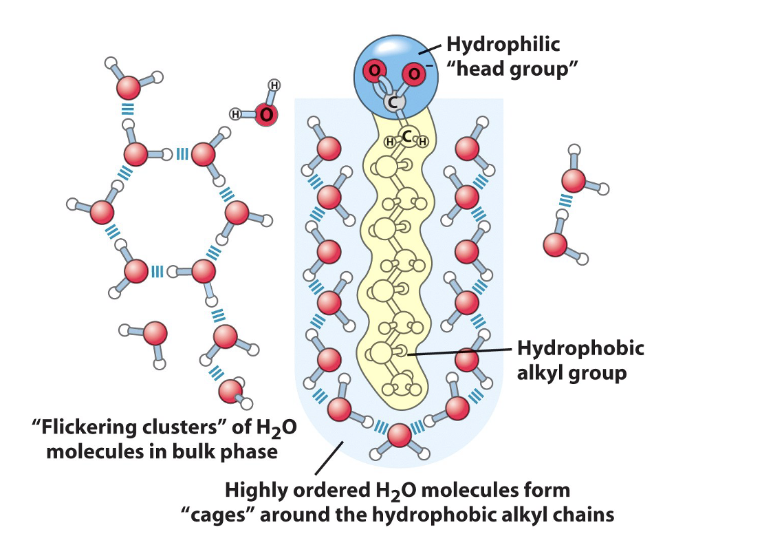 <ul><li><p>contain regions that are polar (charged, hydrophilic) and regions that are nonpolar (hydrophobic)</p></li><li><p>water molecules position themselves in a specific cage-like manner called clathrate where multiple layers are organized decreasing entropy</p></li></ul><p></p>