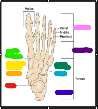 <p>what bone in the foot is shown in red </p>
