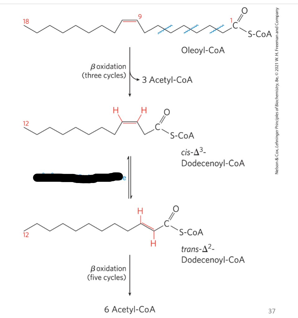 <p>What enzyme is needed to convert this cis-Δ³-enoyl-CoA to trans-Δ²-enoyl-CoA and where does this have to happen?</p>