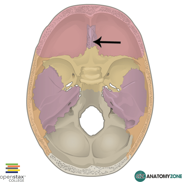 <p>ethmoid bone</p>