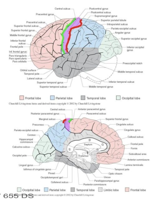 <ul><li><p>Lies behind the <mark data-color="green" style="background-color: green; color: inherit;">central sulcus </mark>and anterior to the <mark data-color="red" style="background-color: red; color: inherit;">postcentral sulcus. </mark></p></li></ul><p>Contents</p><ul><li><p>Primary somatosensory cortex, (SI-broadmann areas 3,1,2) on lateral surface of the hemisphere. </p></li><li><p>Posterior paracentral lobule on the medial surface of the hemisphere. </p></li></ul><p></p>
