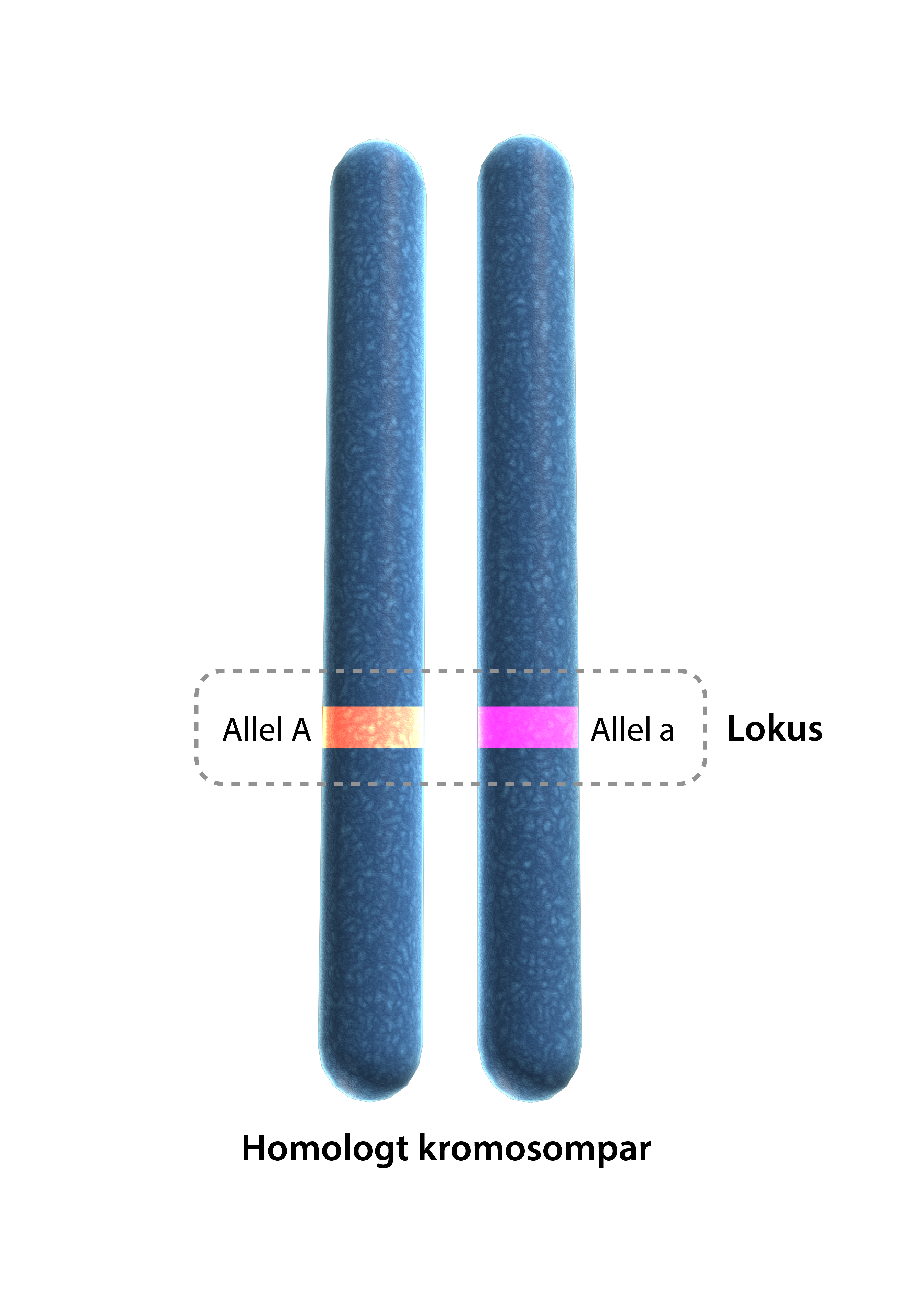 <p><span>Variant av en gen som finns på en specifik plats (<strong>locus</strong>) på en kromosom.</span></p>