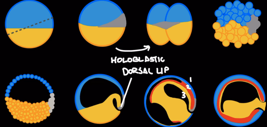 <ul><li><p><span style="background-color: transparent;">Very large in size, and are deposited in water.</span></p></li><li><p><span style="background-color: transparent;">Vegetal pole: slow rate of cleavage, lots of yolk</span></p></li><li><p><span style="background-color: transparent;">Animal pole: fast rate of cleavage, little yolk</span></p></li><li><p><span style="background-color: transparent;">Grey crescent is created by overlapping of poles.</span></p></li></ul><p></p>