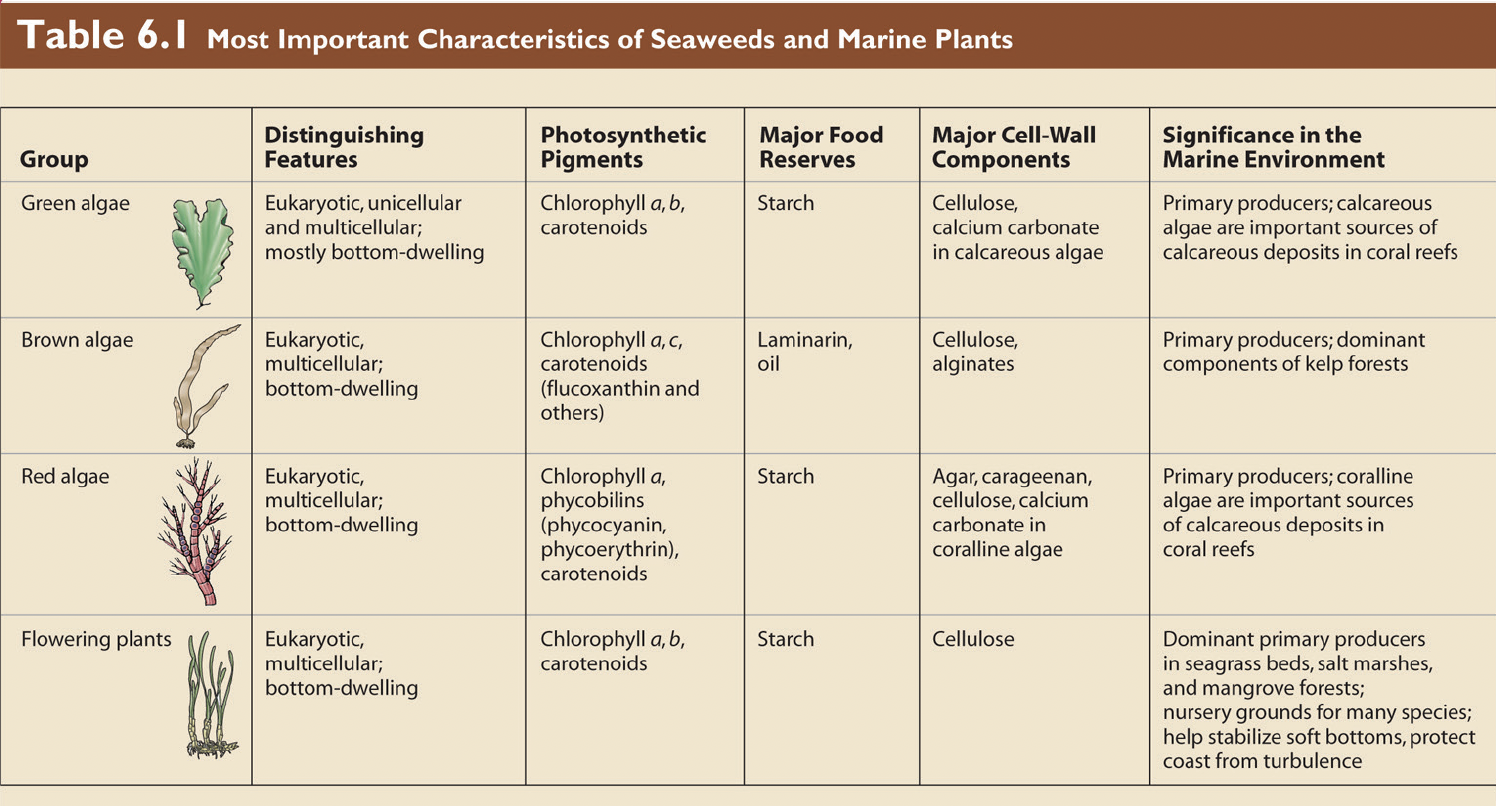 <ol><li><p>Rhodophyta: red algae, 4000 species (most diverse); harder to identify due to them being triphasic (incorrect identification of phases as different species)</p><ul><li><p>secondary pigments: <span style="line-height: normal;">carot., phyco-erythrin (mostly), phyco-cyanin</span></p></li><li><p><span style="line-height: normal;">storage: trash, algae, carrageenan, cellulose</span></p></li><li><p><span style="line-height: normal;">distribution: </span>dominated depths <10 m for low to high attenuation values (turbidity doesn’t matter much). prefer deep cold waters or warm shallow waters</p></li><li><p>lifecycle: <strong>1</strong>. tetrasporophyte (2N) → sporangium (meiosis) → tetraspores (1N) → gametophyte (1N) → gametes (1N) → zygote (2N) → <strong>7</strong>. carpospores (2N) →sporophyte…</p></li><li><p>examples: calliarthron, proplithon, phodymenia, <strong>kappaphycus</strong></p></li></ul></li><li><p>Phaeophycea: brown algae, 1500 species (1425 marine)</p><ul><li><p>secondary pigments:  chlorophyll <em>c</em><span style="line-height: normal;"><em>1</em></span>, chlorophyll <em>c</em><span style="line-height: normal;"><em>2</em></span><em>, </em><span style="line-height: normal;">carotenoids (Fuxoxanthin) </span></p></li><li><p><span style="line-height: normal;">storage: laminarin and oil, cellulose and alginate</span></p></li><li><p><span style="line-height: normal;">distribution: </span>more efficient at harvesting light across the spectrum at low attenuation <span style="line-height: normal;">(< </span>0.2/m) when depths > 10 m (deep but only in clear water. live in shallow, cool waters</p></li><li><p>lifecycle: heteromorphic, gamete release is triggered by low DIC (calm waters); <strong>1</strong>. sporophyte (2N) → [gametophyte stage is part of the sporophyte plant] sporangium (meiosis) → <s>spore (1N)</s> (no spores)→ gametophyte (1N) → gametes (1N) → <strong>5</strong>. zygote (2N) → sporophyte…</p></li><li><p>examples: sargassum, fucus, kelps, alaria, <strong>postelsia, </strong>pelvetia, macrocystis</p></li></ul></li><li><p>Chlorophyta: green algae, 7000 species (700 marine)</p><ul><li><p>secondary pigments: chlorophyll <em>b</em>, carotenoids (same as land plants)</p></li><li><p>storage: starch, cellulose</p></li><li><p><span style="line-height: normal;">distribution: </span>made best use of the available light at higher attenuation <span style="line-height: normal;">values (> 0.2/</span>m) &amp; depths > 10 m (like water that is not as clear)</p></li><li><p>lifecycle: isomorphic (haploid and tippled stages look the same); <strong>1.</strong> sporophyte (2N) → sporangium (meiosis) → spore (1N) → gametophyte (1N) → gametes (1N) → <strong>6</strong>. zygote (2N) → sporophyte…</p></li><li><p>examples: halimedia, proliferation, ulva lactuca, penicillus (CaCO3 in stem), codium, caulerpa, bryopsis</p></li></ul></li></ol><p></p>