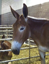 <p>mule (n) <span>/mjuːl/</span></p>