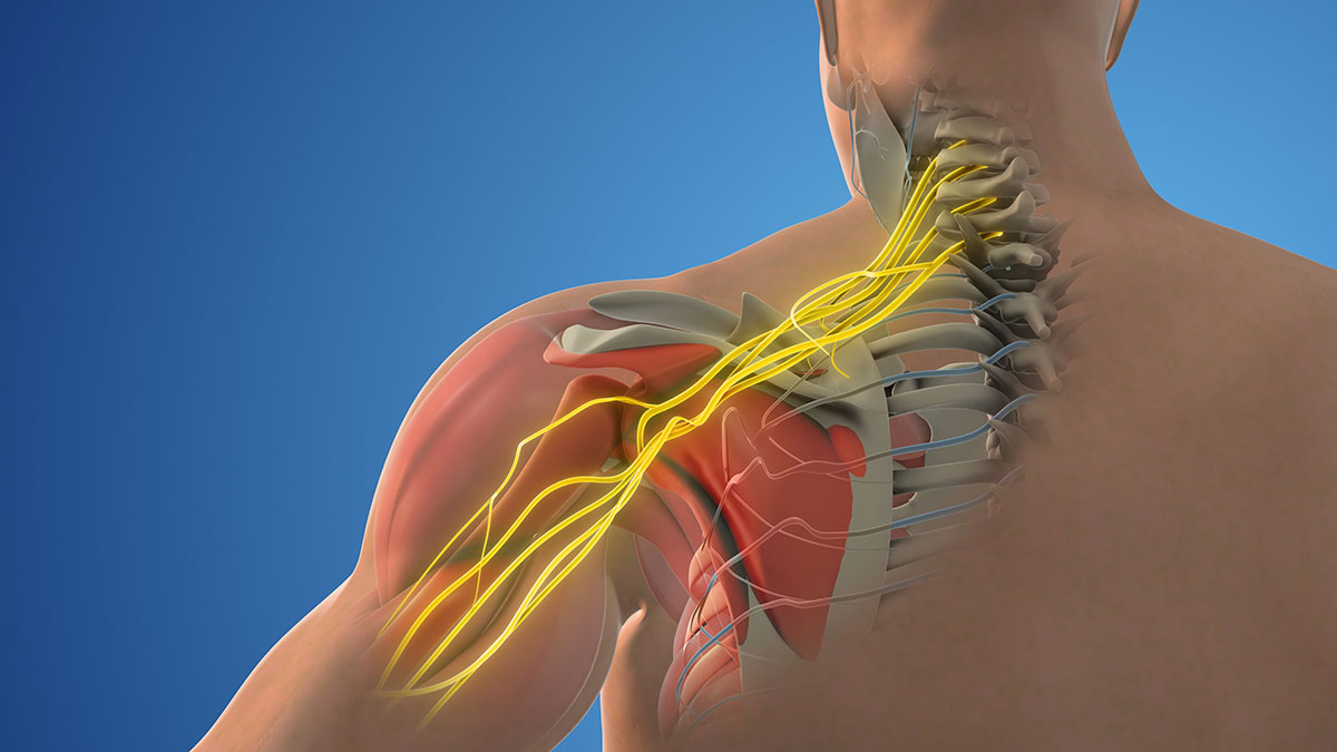 <p>brachial</p>