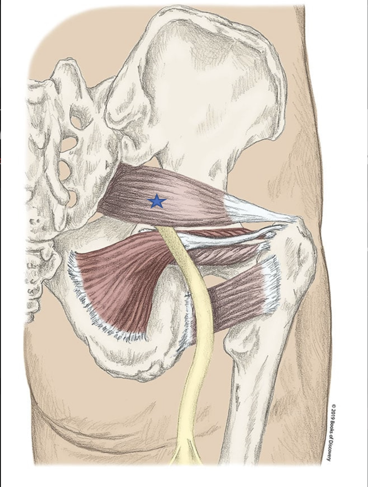 <p><span>From the list of muscles and actions below, identify the "starred" muscle and its primary actions.</span></p>
