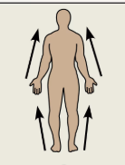 <p>referential to limbs; closer to the origin of the limb attached to the body trunk</p>