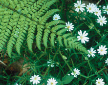 <p>Consists of multicellular eukaryotes that carry out photosynthesis, the conversion of light energy to the chemical energy of food.</p><p>NOTE:</p><p> - Most plant species live on land </p><p> - Produce their own sugars and other food molecules by photosynthesis </p><p> - Contains eukaryotic cells</p>