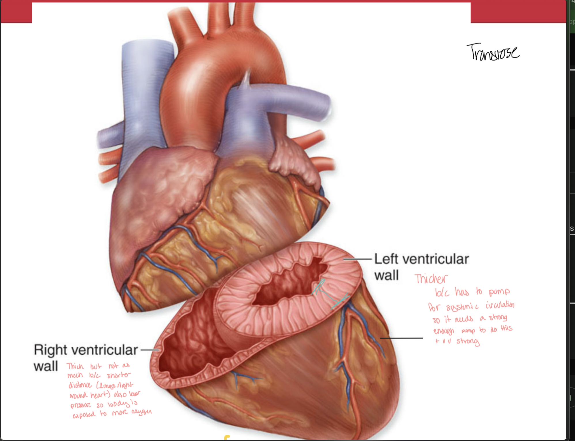 <p>Left ventricular wall is <strong>thicker </strong>than Right ventricular wall </p><ul><li><p>b/c it has to pump for <strong>systemic </strong>circuit, needing strong pump </p></li></ul><p></p><p>Meanwhile right ventricular wall</p><ul><li><p>pumps blood to shorter distance <strong>(lungs</strong>)</p></li><li><p><strong>lower pressure, </strong>so body is exposed to <strong>more oxygen</strong></p></li></ul><p></p>