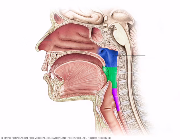<p>What structure is pink?</p>